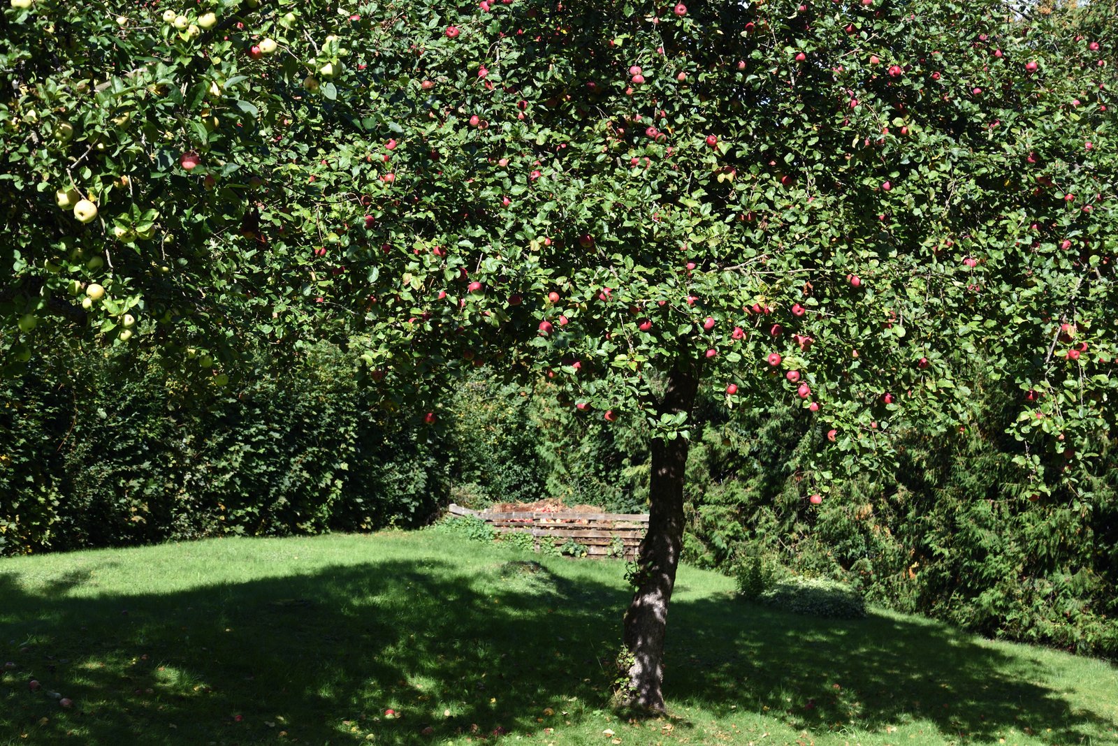 Obstbaumschnitt Baumpflege Kiel